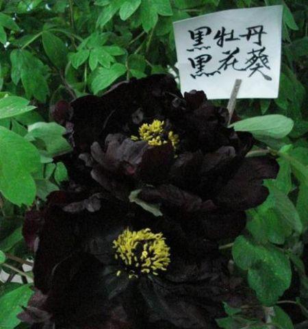 黑色花的寓意是什么？它们象征着什么？