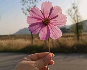 折哪种花寓意新年平安顺遂？新年平安的花语是什么？