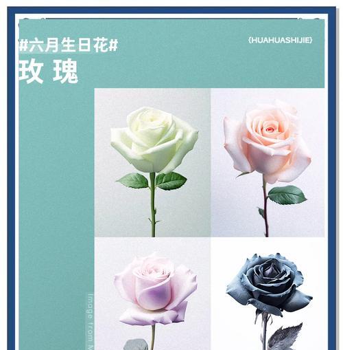 哪些玫瑰花象征好运？它们的寓意是什么？