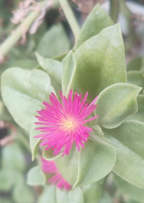 粉色石蒜花的寓意是什么？它在花语中代表了什么？