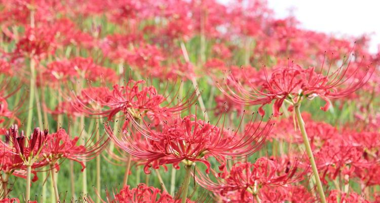 粉色石蒜花的寓意是什么？它在花语中代表了什么？
