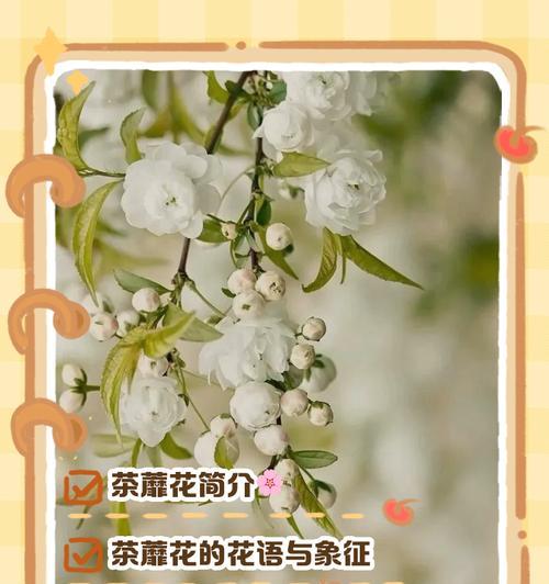 荼蘼花是什么颜色？它的象征意义是什么？