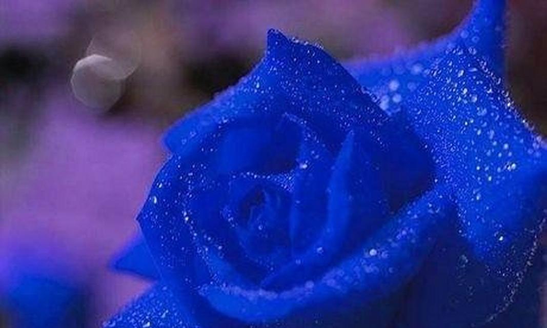象征生命的蓝色花有哪些？它们各自代表什么意义？