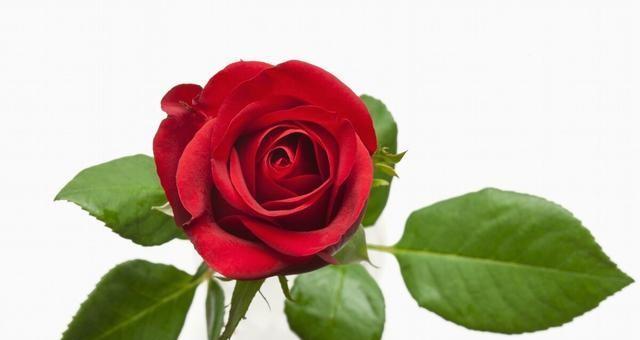 情人节玫瑰花的原始含义是什么？玫瑰花最初代表什么？