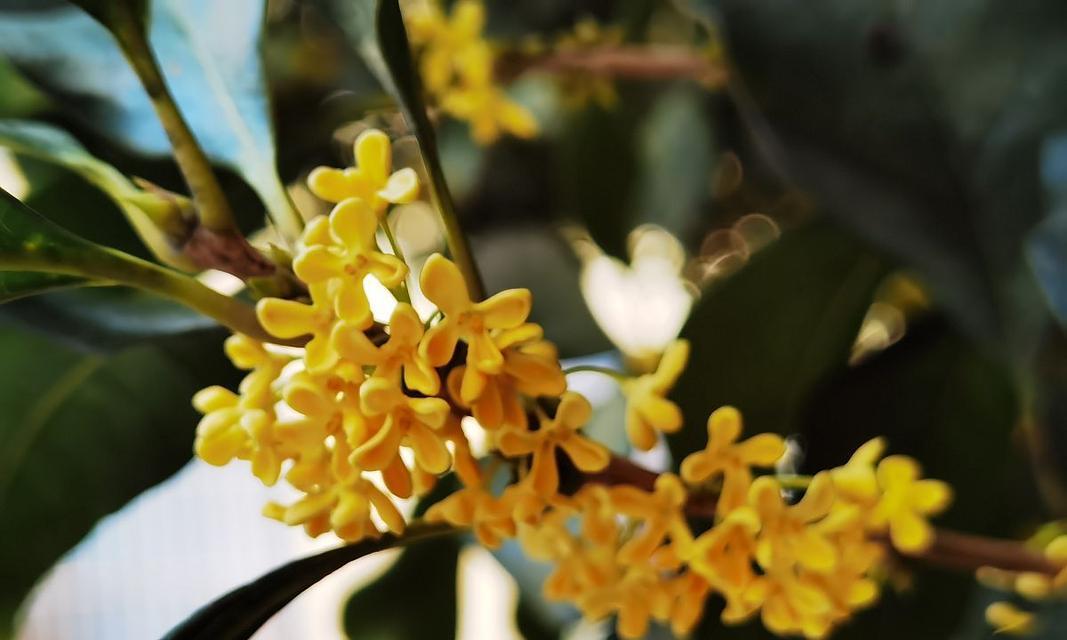 秋分时节哪些花寓意爱情？