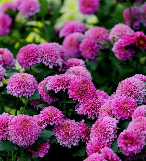 有好运象征的花有哪些花？哪些花卉被认为能带来好运？