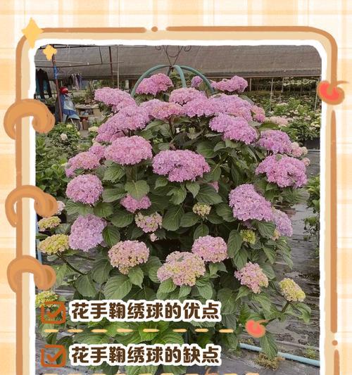 绣球手捧花寓意什么？选择绣球花的正确场合？