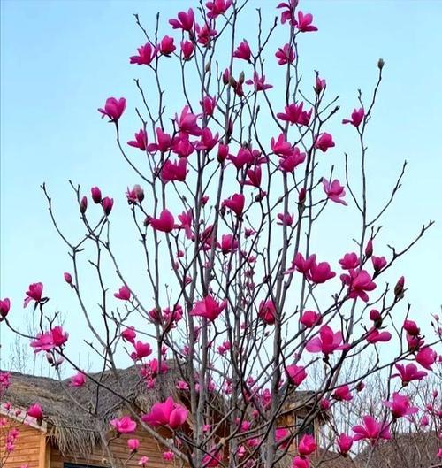 哪些花或树象征富贵？富贵花树的寓意是什么？