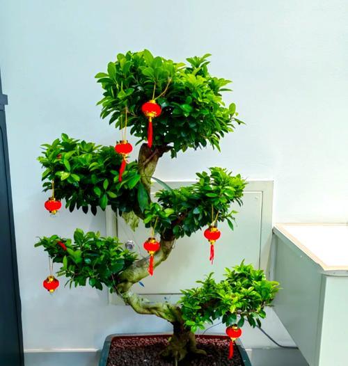 哪些花或树象征富贵？富贵花树的寓意是什么？