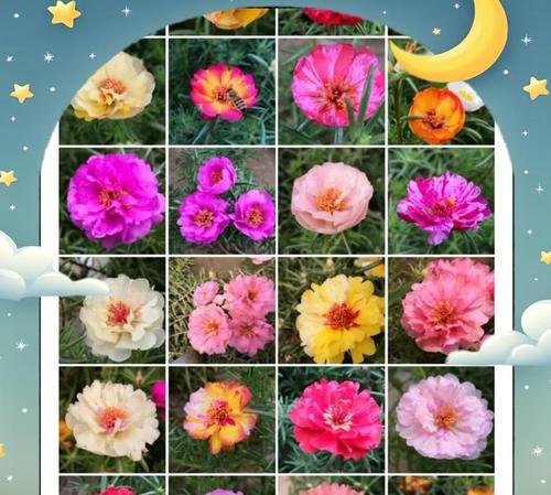 粉红色太阳花象征什么？粉红色太阳花的寓意是什么？