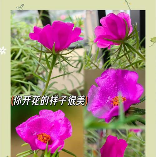 粉红色太阳花象征什么？粉红色太阳花的寓意是什么？