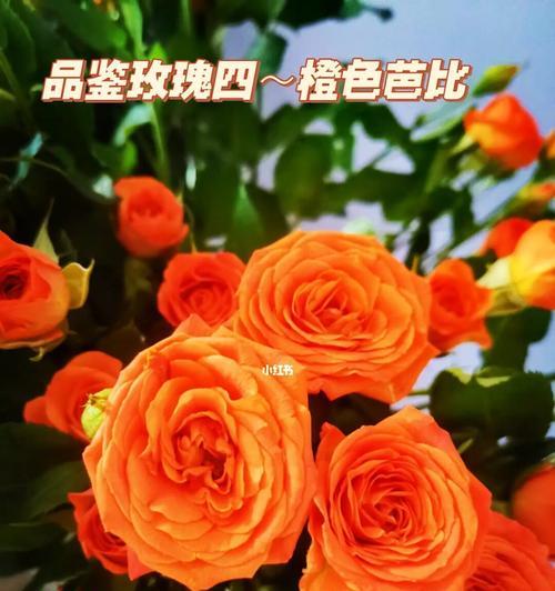 16朵橙色玫瑰代表什么？