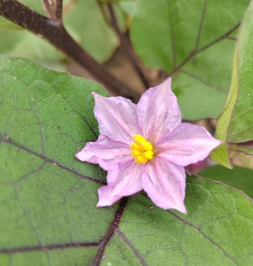 哪种花象征了果实的颜色？