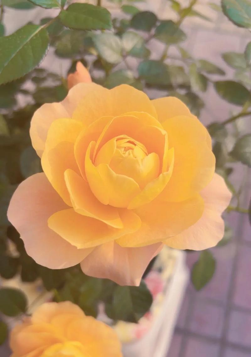 哪种花的花语象征快乐？快乐寓意的花有哪些？