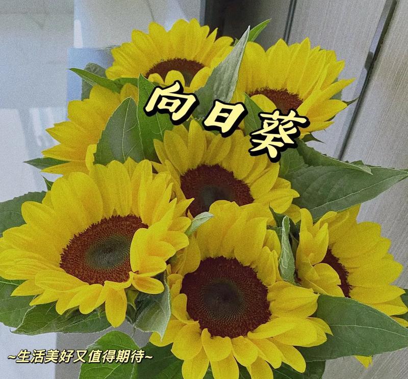 哪种花的花语象征快乐？快乐寓意的花有哪些？