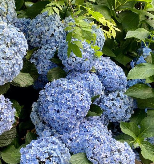 花语无尽的祝福是什么？