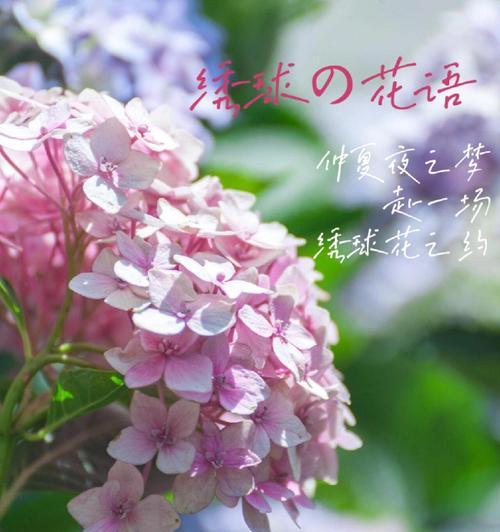 花语无尽的祝福是什么？