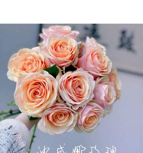 哪些花花语浪漫？如何选择寓意浪漫的花？
