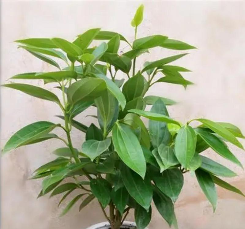 平安树花有什么寓意？平安树花象征着什么？