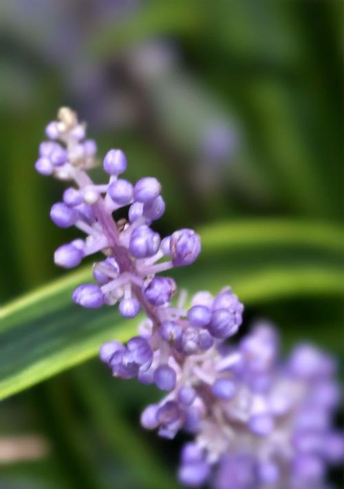 紫色花象征着什么？它的花语有哪些含义？