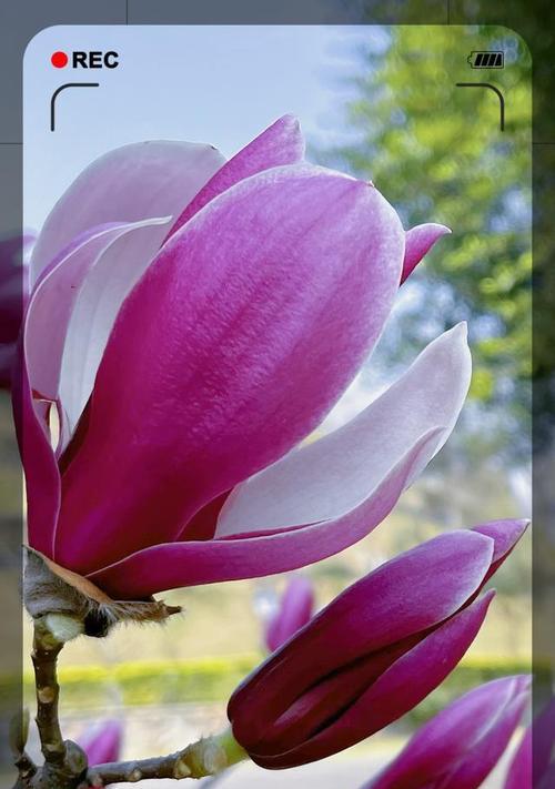 紫色花象征着什么？它的花语有哪些含义？