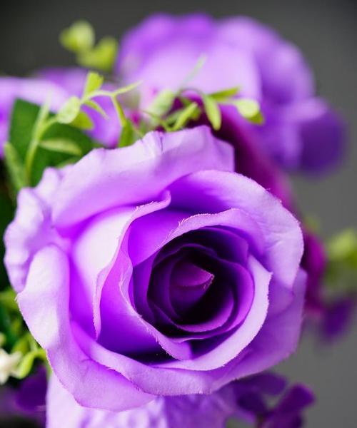 紫色花象征着什么？它的花语有哪些含义？