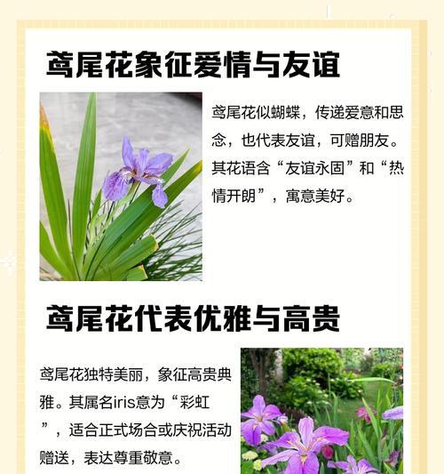 花的寓意是什么？如何通过花语表达爱情？