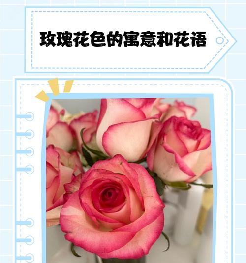玫瑰花的颜色如何象征友谊？友谊的花语有哪些？
