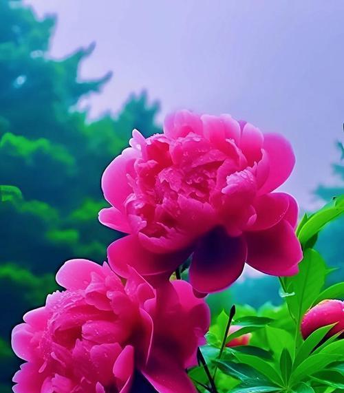 哪种花寓意学习成功？花语中与学业成功相关的花有哪些？