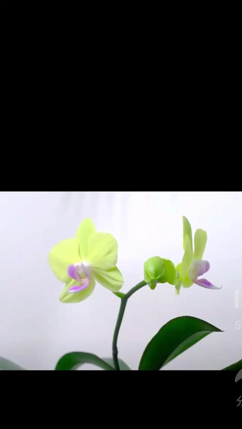 花绿如意是什么意思？花绿如意的寓意有哪些？