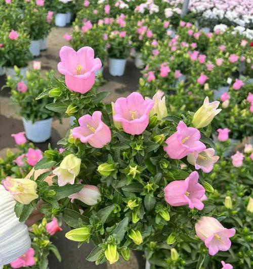 风铃花不同颜色分别有什么寓意？