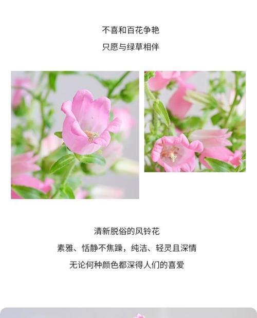 风铃花不同颜色分别有什么寓意？