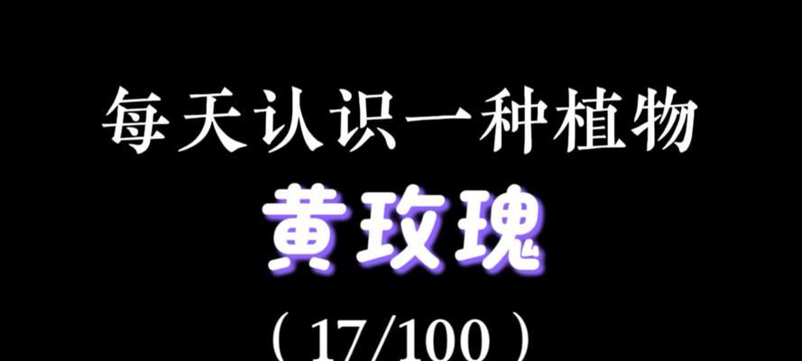 黄色花象征什么友谊？友谊的花语有哪些？