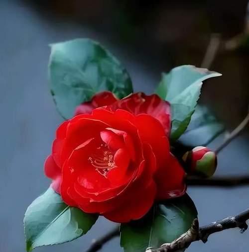百花如何比喻爱情？它们的象征意义是什么？