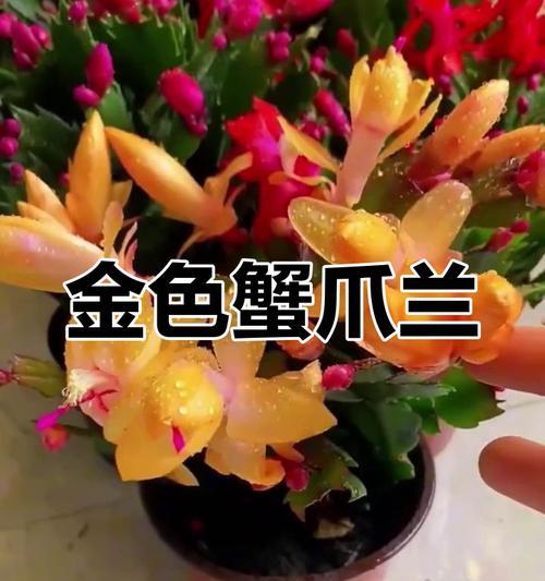 金色花卉象征着什么？它们的意义何在？