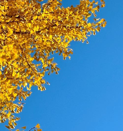 金色花卉象征着什么？它们的意义何在？