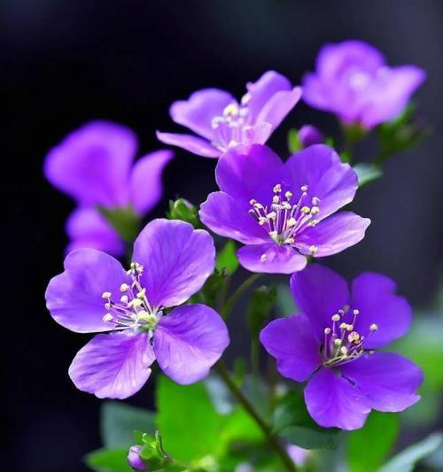 紫色花有哪些美好寓意？紫色花代表什么？