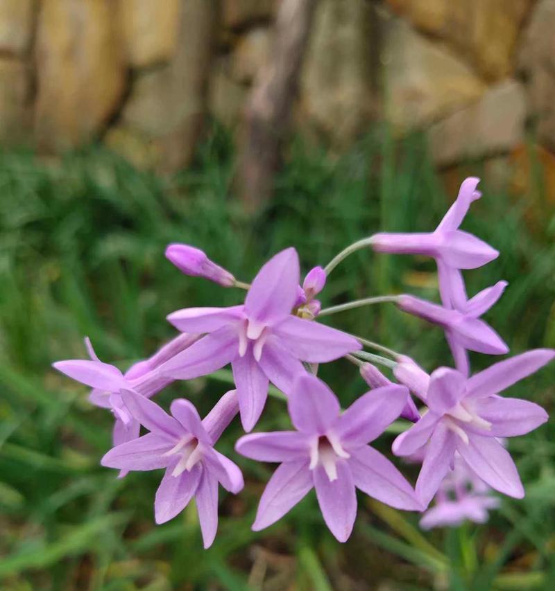 紫色花有哪些美好寓意？紫色花代表什么？