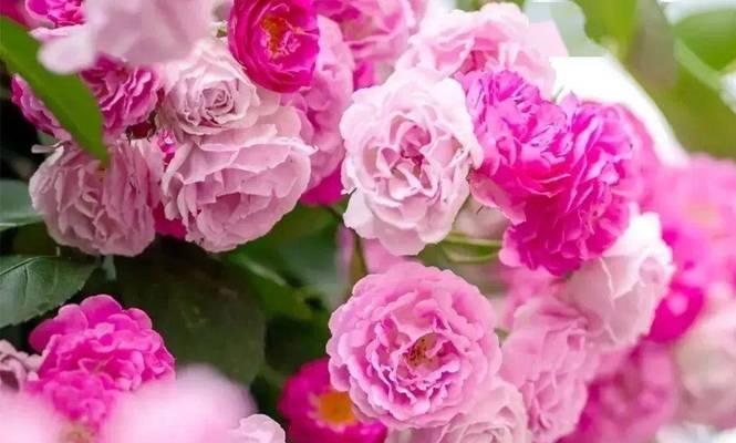 粉色虞美人牡丹花象征着什么？花语是什么？