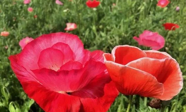 粉色虞美人牡丹花象征着什么？花语是什么？