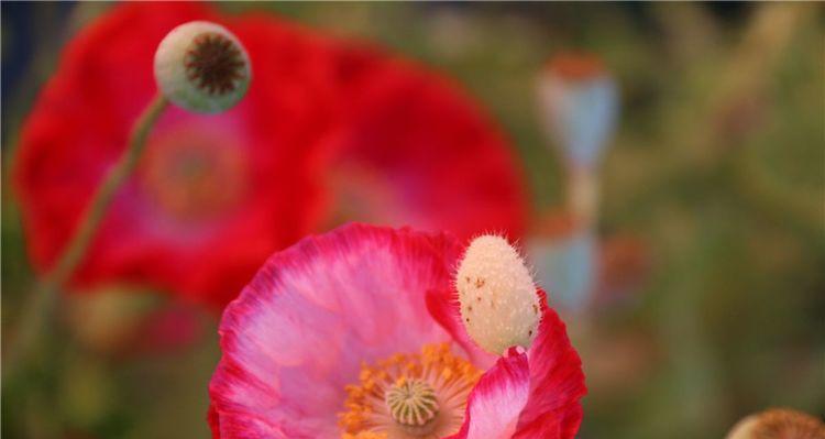 粉色虞美人牡丹花象征着什么？花语是什么？