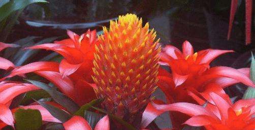 石楠花红色的花语是什么？