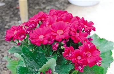 石楠花红色的花语是什么？