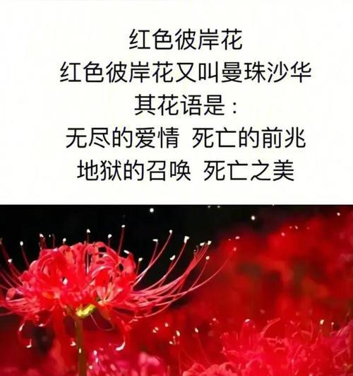 过年时红色花的寓意是什么？传统意义是什么？