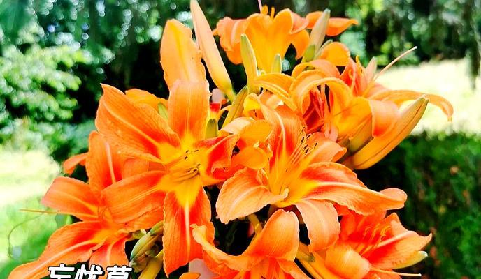 不同节日送花有什么寓意？节日花的含义是什么？