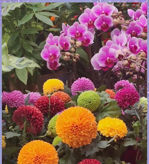 广州的哪种花象征和平与幸福？