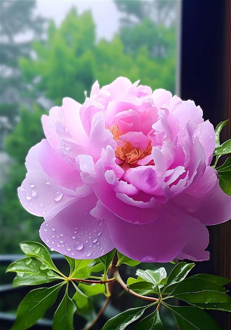 哪种花象征富贵？富贵花的花语是什么？