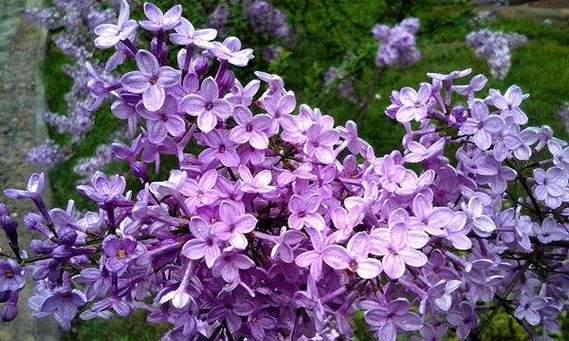 红紫色花的寓意是什么？象征着什么？