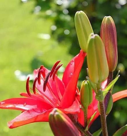 如意鸟花的花语是什么？它象征着什么？