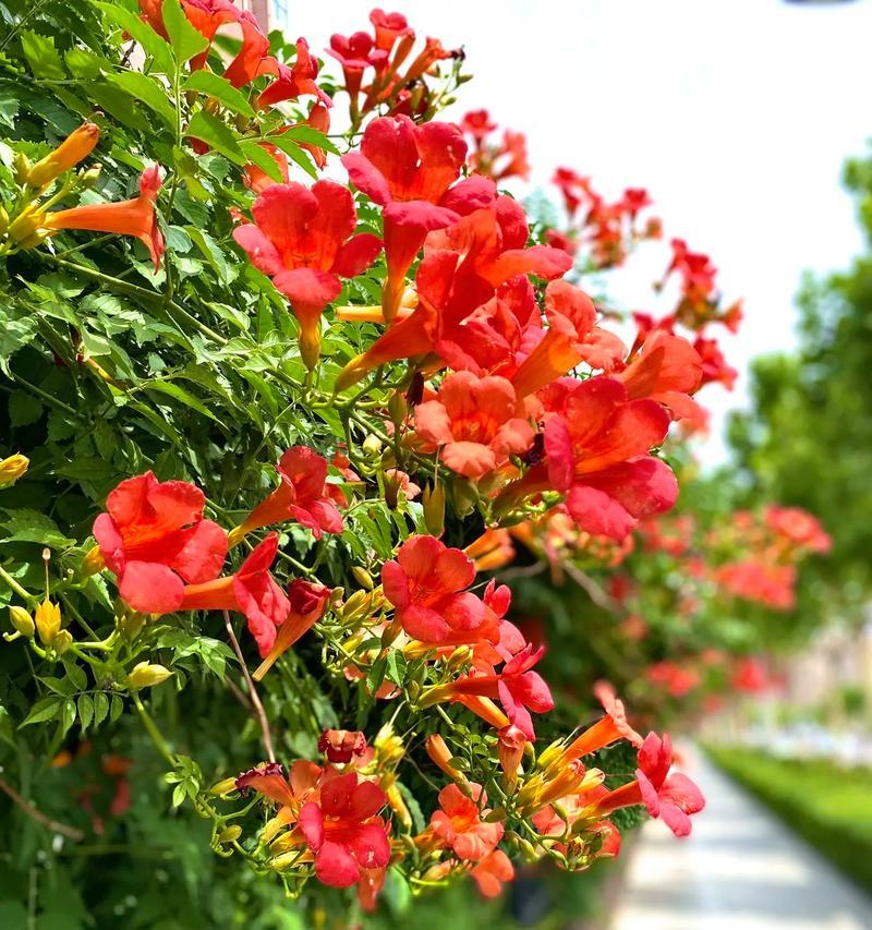 哪些植物的花寓意喜乐？它们的花语是什么？